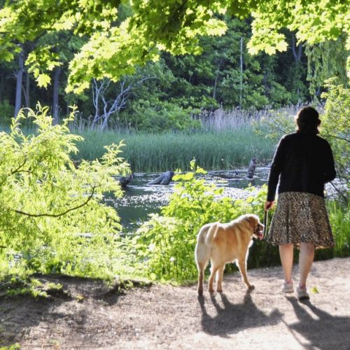 Den Hund im Wald spazieren zu führen: Welche Regeln müssen eingehalten werden?