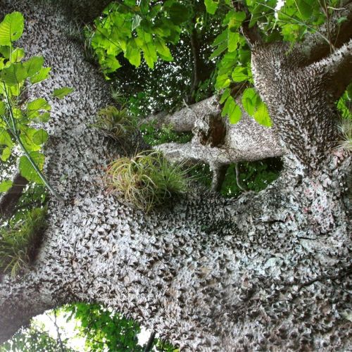 Der Dynamitbaum: 5 Dinge, die man über die Art Hura crepitans wissen sollte.