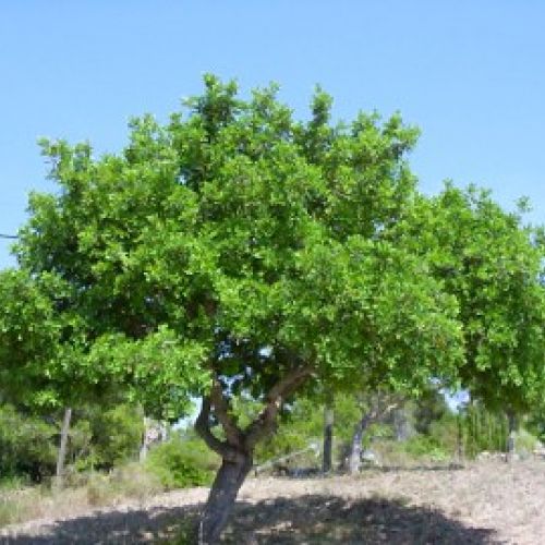 Der Johannisbrotbaum: der Baum mit den kleinen Hörnern