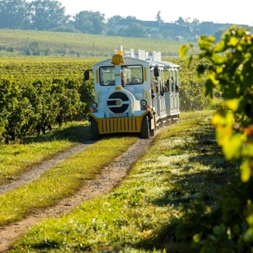 Der kleine Zug von Chalonnes-sur-Loire: Ein Spaziergang durch die Weinberge der Coteaux du Layon.