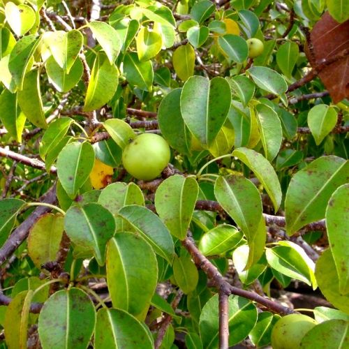 Der Manzanillabaum: der giftigste Baum der Welt
