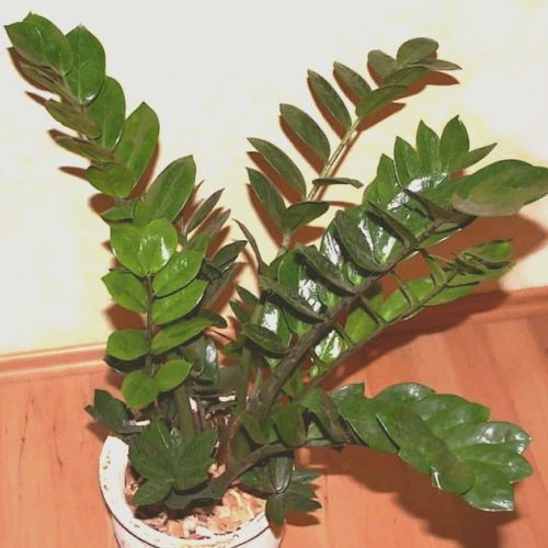 Die Pflanze ZZ oder Zamioculcas zamiifolia in 5 Fragen.