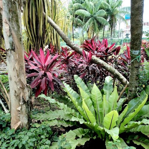 Dschungelgarten: 5 Pflanzen, um diesem Trend zu folgen