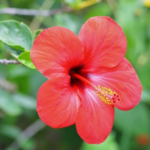 Exotische Flora: 3 emblematische Blumen aus Malaysia