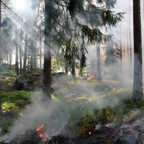 Feuervorbeugung: Météo France startet eine Waldwettervorhersage.