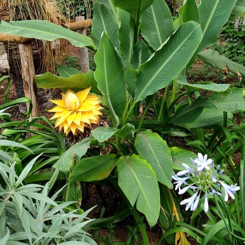 Garten: 5 gute Gründe, den Zwerg-Bananenbaum Goldene Lotus zu adoptieren