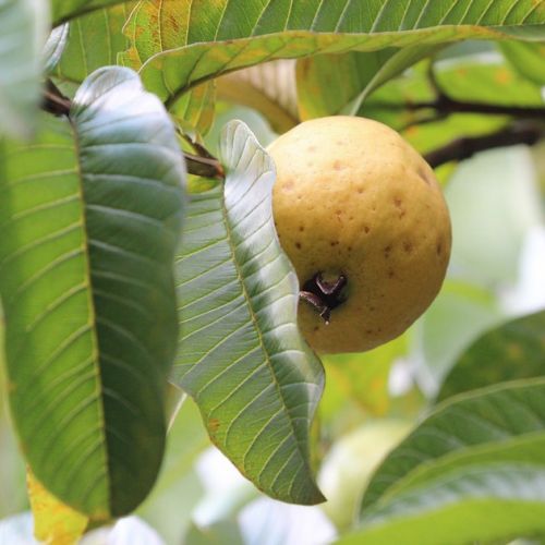 Garten: 5 gute Gründe, einen Guavenbaum zu pflanzen