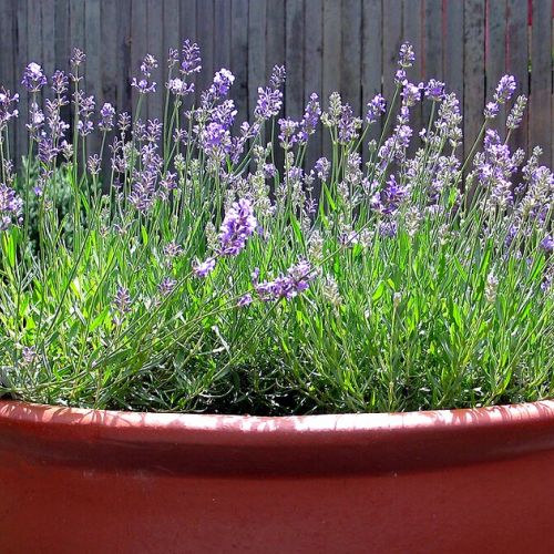 Garten: Eine Lavendel in 5 Fragen pflanzen
