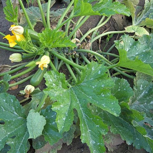 Gemüsegarten: 8 Krankheiten der Zucchini.