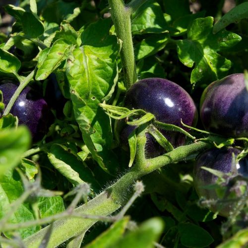 Gemüsegarten: Alles über die blaue Tomate in 5 Fragen