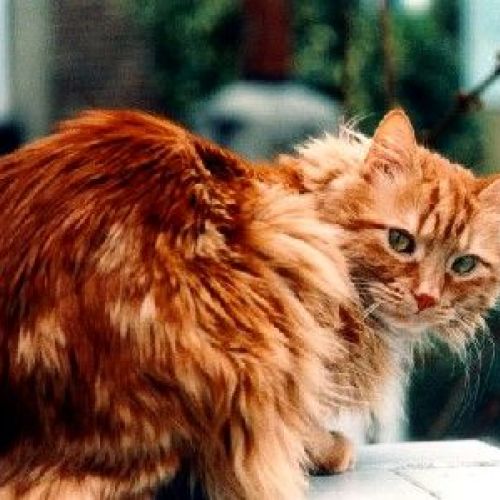 Katzenschnupfen: Symptome und Vorbeugung