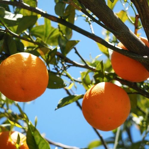 Klima: Das Orangenbaugebiet erstreckt sich in Frankreich.