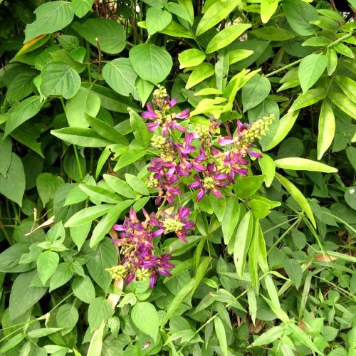 Millettia japonica satsuma: Entdecken Sie die Sommerglyzinie in 5 Fragen