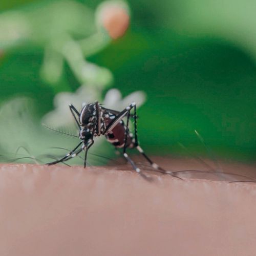 Mücken: Bald ein revolutionäres Repellent, um Stiche zu vermeiden.