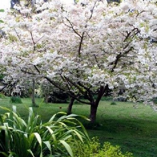 Sakura: 5 Dinge, die man über den japanischen Kirschbaum wissen sollte.