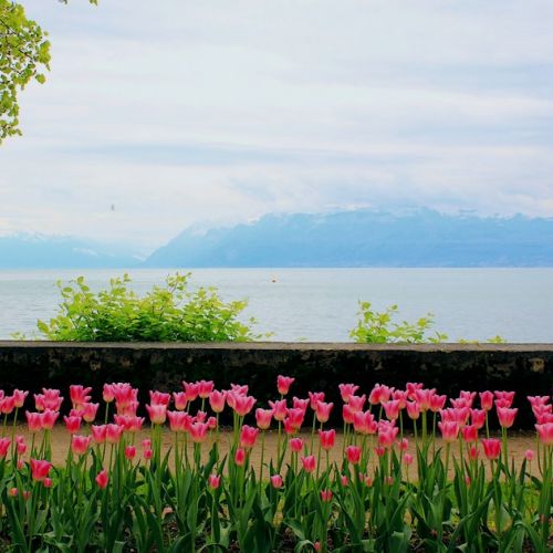 Schweiz: 3 gute Gründe für das Tulpenfest in Morges