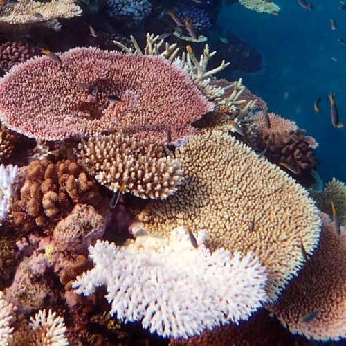 Tauchgang: 5 Dinge, die du über Korallen wissen solltest.