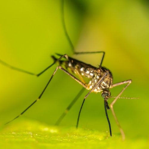 Ungewöhnlich: 3 gute Seiten von Mücken