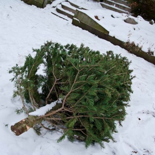 Weihnachten: Wie kann man seinen Weihnachtsbaum nach den Feiertagen recyceln?