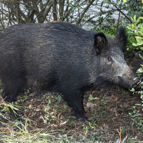Wie schützt man seinen Garten vor Wildschweinen?